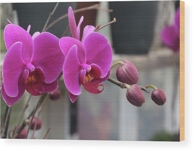 Orchid Wood Print featuring the photograph Orchid Pink by Carolyn Stagger Cokley