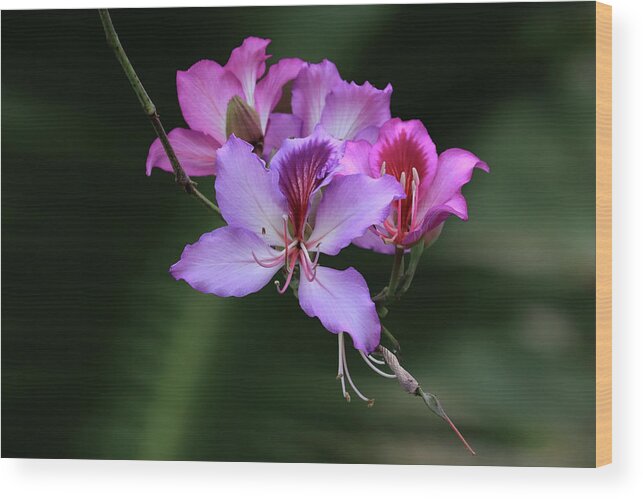 Orchid Wood Print featuring the photograph Orchid Tree Blossoms by Shane Bechler