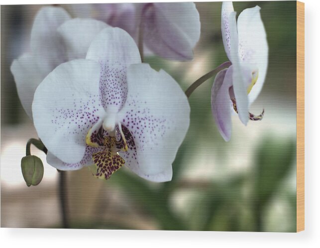 Orchids Wood Print featuring the photograph Orchids 003 by Flees Photos