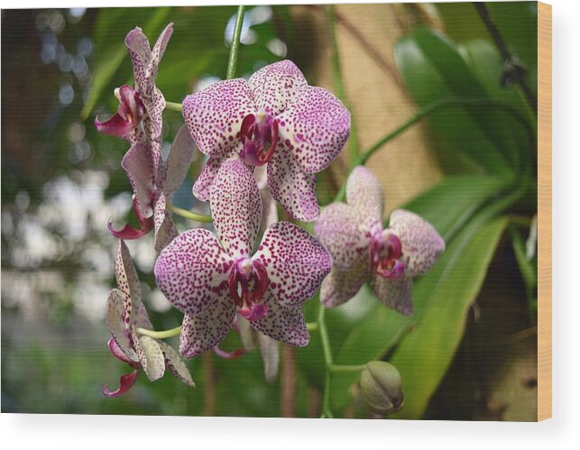 Spotted Orchids Wood Print featuring the photograph Orchids by Victor Thomason