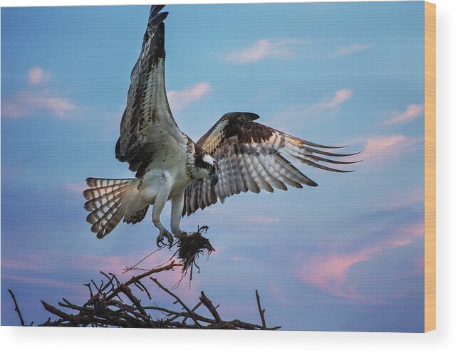 Osprey Wood Print featuring the photograph Osprey by Crystal Wightman