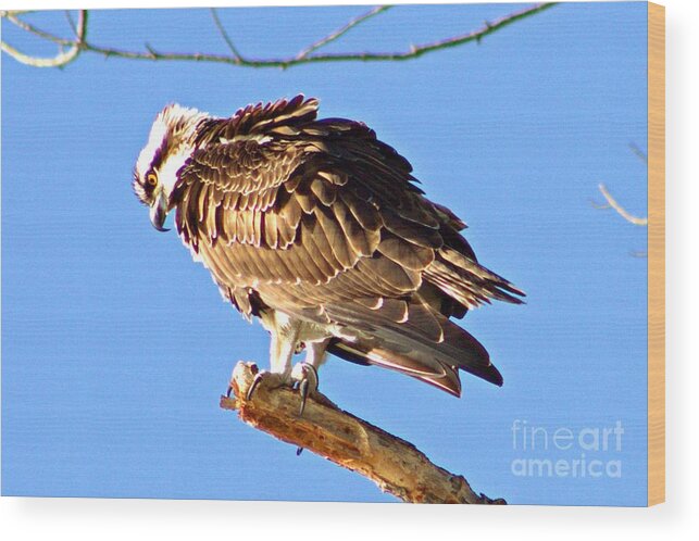 Osprey Wood Print featuring the photograph Osprey On High by Charlene Adler
