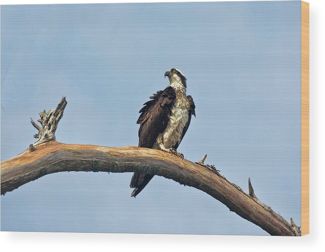Osprey Wood Print featuring the photograph Osprey Perched Above White Oak River in the Croatan by Bob Decker