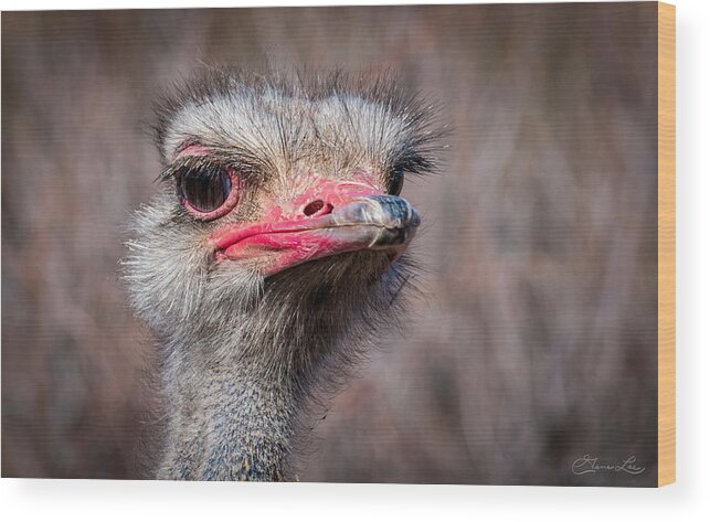 Ostrich Out Of Africa Fstop101 Wood Print featuring the photograph Ostrich by Geno Lee