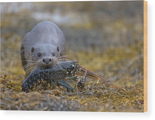 Eurasian Wood Print featuring the photograph Otter Bringing Ashore A Lobster by Pete Walkden