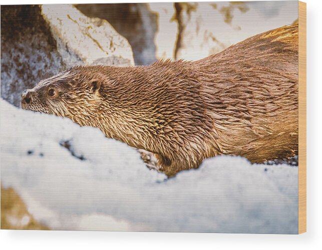 Lake Wood Print featuring the photograph Otter Slide by Mike Lee
