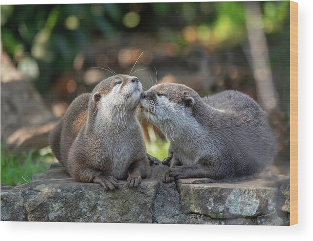 Otter Wood Print featuring the photograph Otters kissing by Gareth Parkes