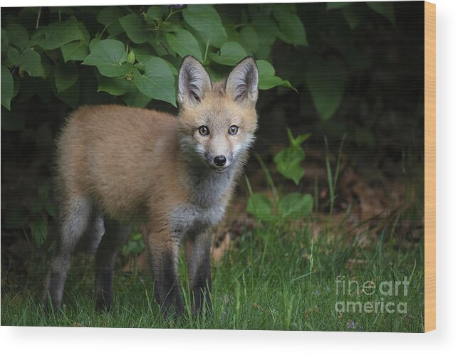  #fox Kit Wood Print featuring the photograph Out of the dark by Darya Zelentsova