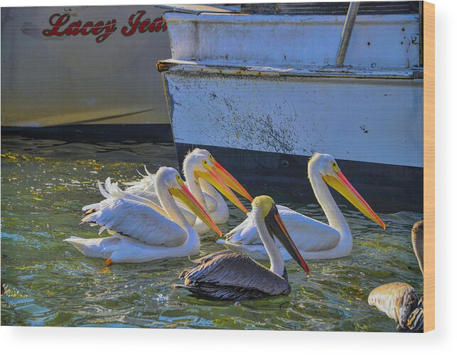 White Pelicans Wood Print featuring the photograph Out Shopping by Alison Belsan Horton