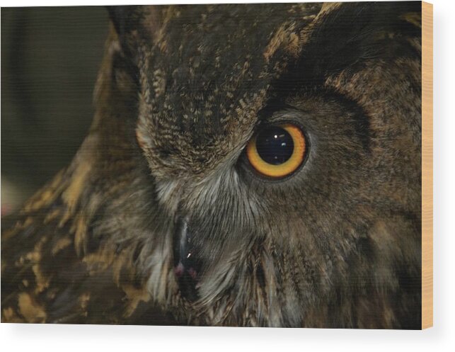 Animal Wood Print featuring the photograph Owl Be Seeing You by Melissa Southern