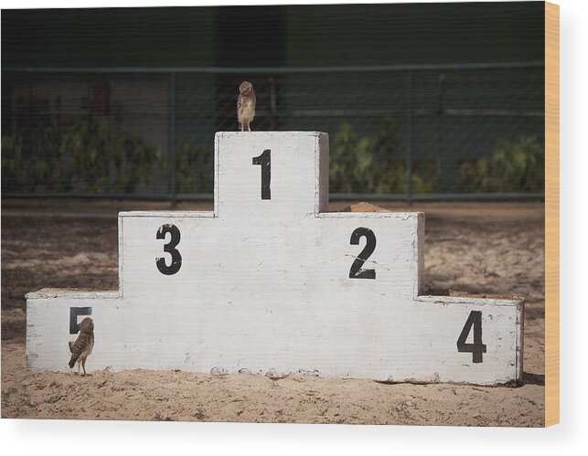 Contest Wood Print featuring the photograph Owls on winner podium by Bernie DeChant