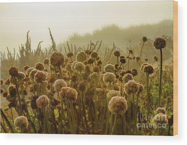 Pacific Wood Print featuring the photograph Pacific Coast Autumn Morning by Marilyn Cornwell