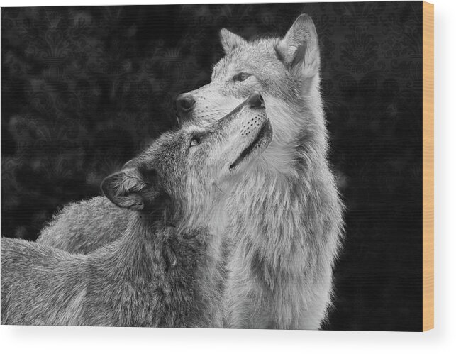 Wolves Wood Print featuring the photograph Pack Mates 2 by Mary Hone