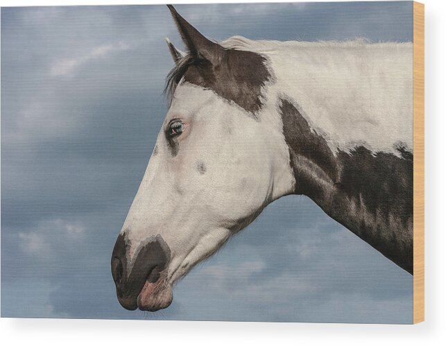 American Paint Horse Wood Print featuring the photograph Paint by Maresa Pryor-Luzier