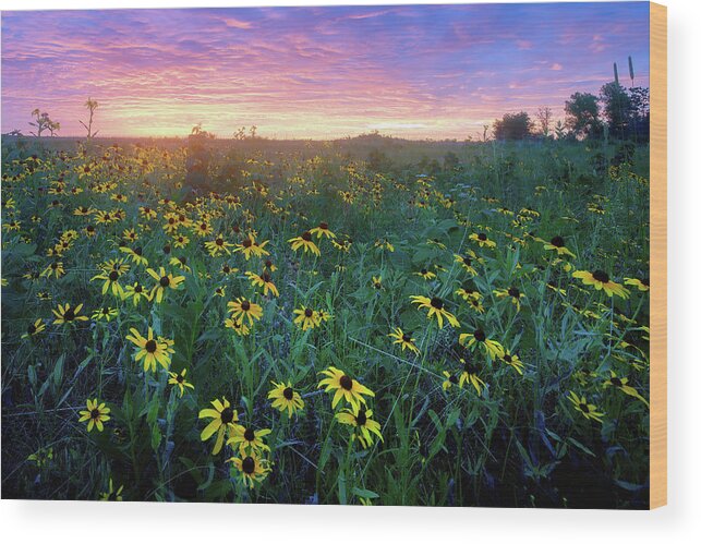 Conservation Area Wood Print featuring the photograph Paintbrush Prairie IV by Robert Charity