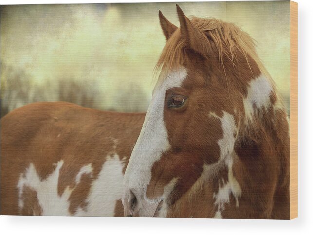 Horse Wood Print featuring the photograph Painted Horse Tender Moment by James BO Insogna