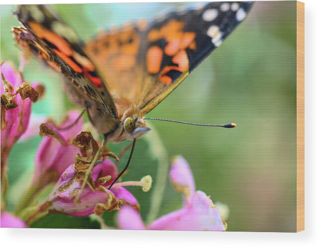 Butterfly Wood Print featuring the photograph Painted lady butterfly feeding by Dan Friend
