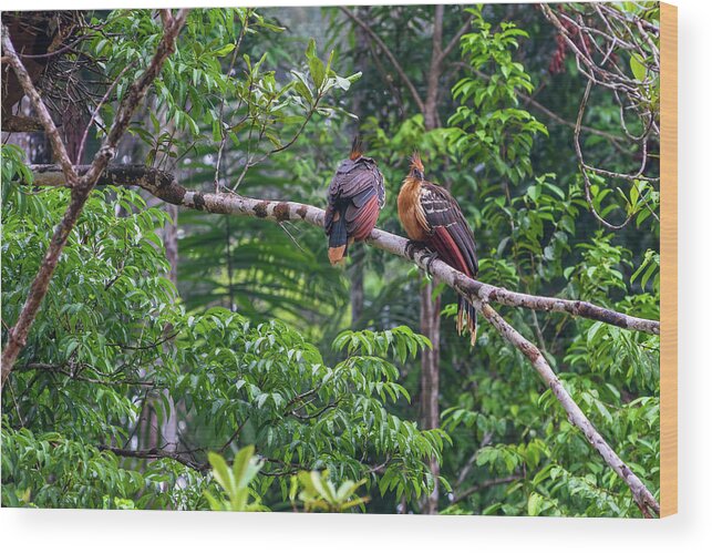 Amazon Wood Print featuring the photograph Pair of Hoatzin birds - Stinkbird by Henri Leduc