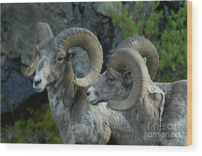  Wood Print featuring the photograph Pair Of Rams-Signed-#5839 by J L Woody Wooden