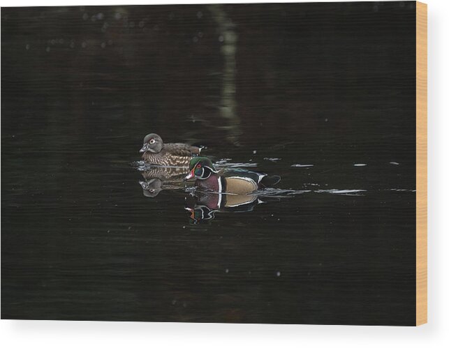 Wood Duck Wood Print featuring the photograph Pair of Wood Ducks by Jerry Cahill