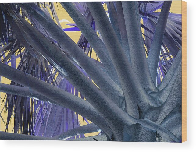 Palm Tree Wood Print featuring the photograph Palm Detail 1 by Ron Berezuk