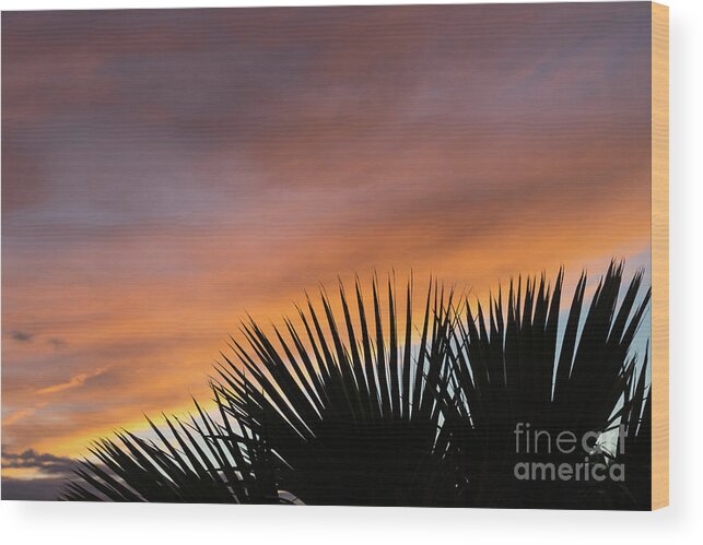 Palm Leaves Wood Print featuring the photograph Palm leaves and soft clouds at sunset by Adriana Mueller