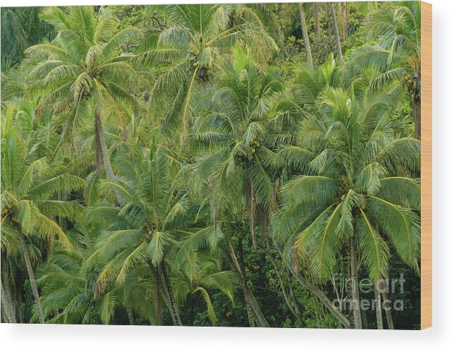 Hawaii Wood Print featuring the photograph Palm Tree Family Portrait by Nancy Gleason