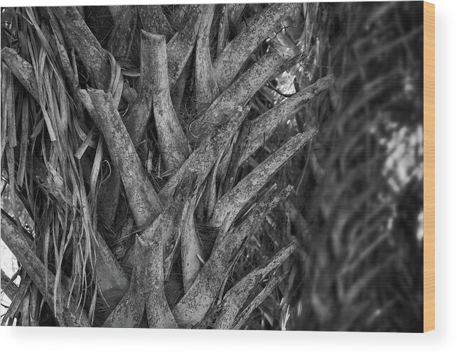 Palm Tree Wood Print featuring the photograph Palm Tree Textures by George Taylor