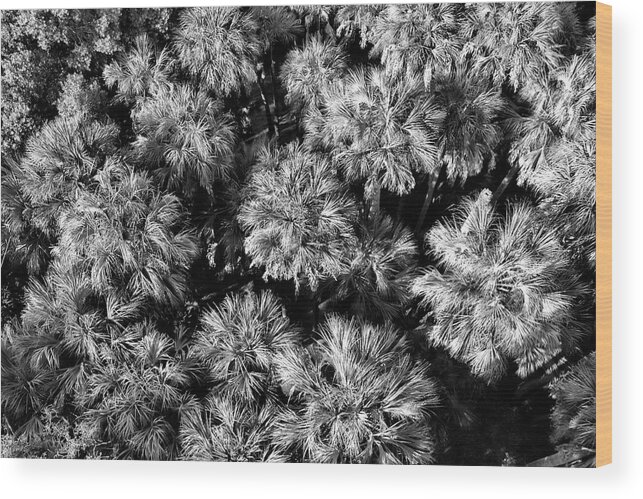 Florida Wood Print featuring the photograph Palms From Above by Robert Wilder Jr