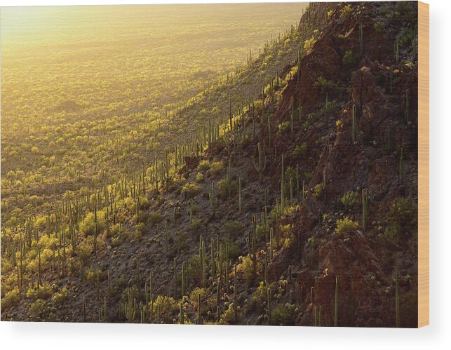 Arizona Wood Print featuring the photograph Palo Verde Gold by James Covello