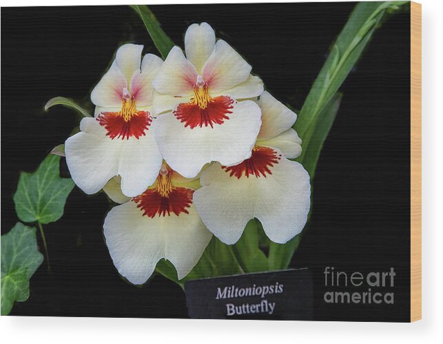 Conservatory Wood Print featuring the photograph Pansies on Parade by Marilyn Cornwell