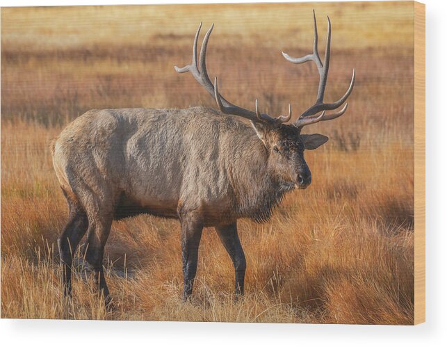 Colorado Wood Print featuring the photograph Papa Bull by Darren White