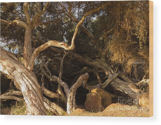 Tree Wood Print featuring the photograph Paperbark Trees by Elaine Teague