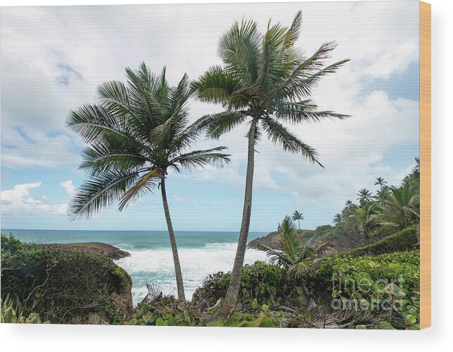 Cerro Gordo Wood Print featuring the photograph Parque nacional Cerro Gordo, Puerto Rico by Beachtown Views