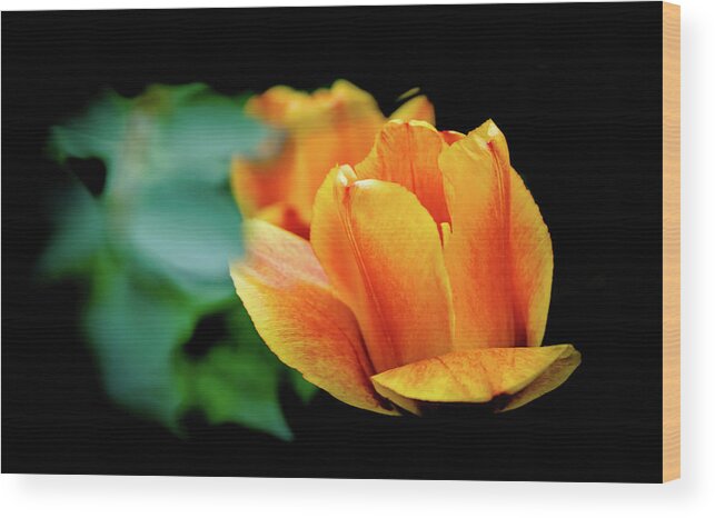Tulip Wood Print featuring the photograph Partial Eclipse by Sublime Ireland