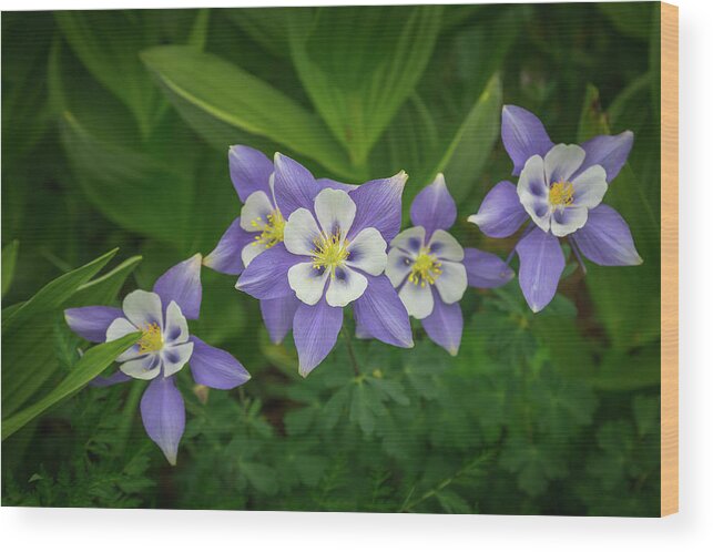 Columbine Wood Print featuring the photograph Pass Creek Columbines by Jen Manganello