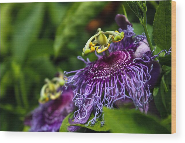 Passiflora Incarnata Wood Print featuring the photograph Passiflora incarnata by W Craig Photography