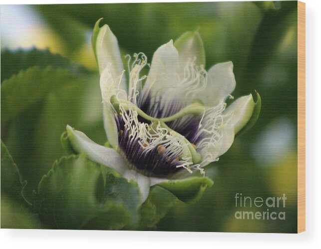 Passion Fruit Wood Print featuring the photograph Passion Flower Budding Closeup by Colleen Cornelius