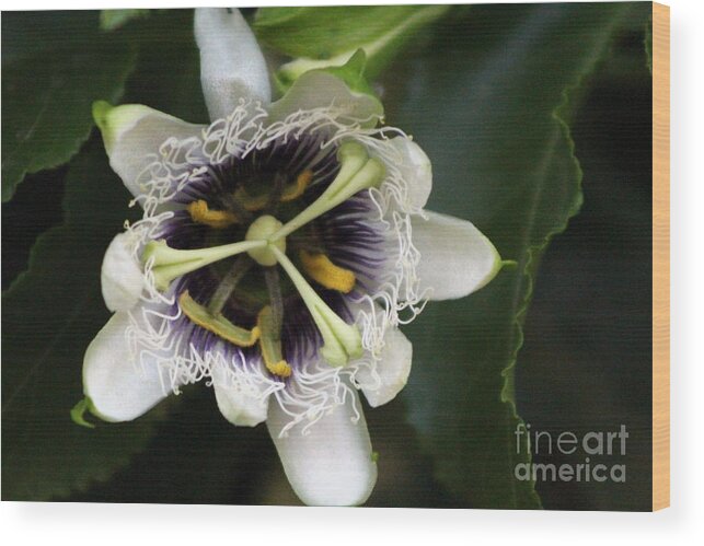 Passion Fruit Wood Print featuring the photograph Passion Flower Closeup 2 by Colleen Cornelius