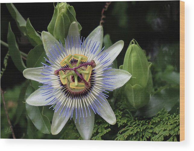 Blue Wood Print featuring the photograph Passion Works by D Lee