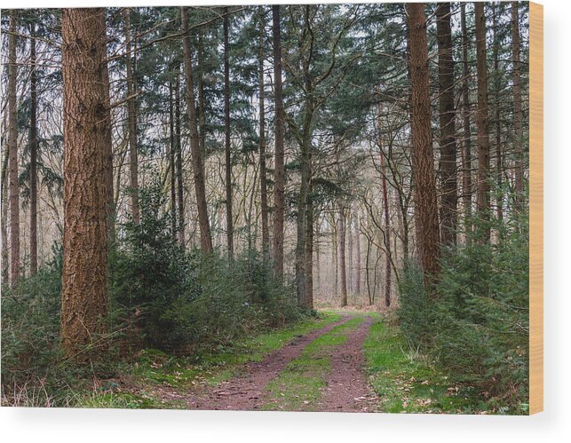 Scenics Wood Print featuring the photograph Path Of Trees by William Mevissen