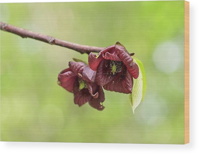 Pawpaw Flower Wood Print featuring the photograph Pawpaw Flowers by Paul Rebmann