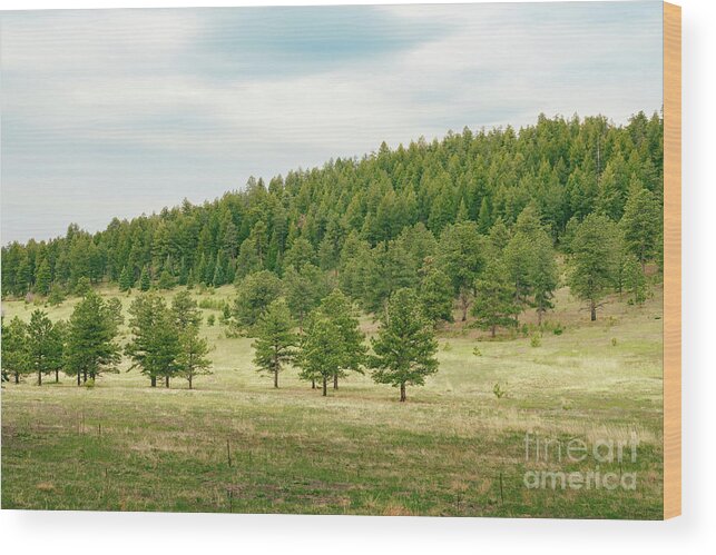 Green Wood Print featuring the photograph Peaceful Greens by Ana V Ramirez