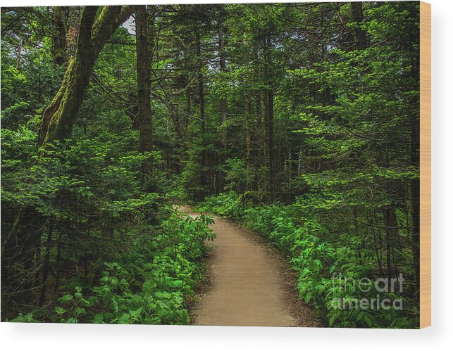 Trail Wood Print featuring the photograph Peaceful trail on Roan Mountain by Shelia Hunt