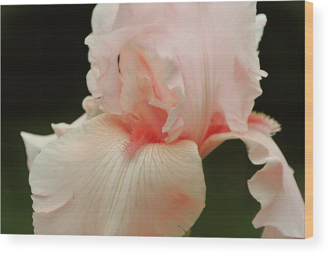 Iris Wood Print featuring the photograph Peach Pink Iris Flower for Spring by Gaby Ethington