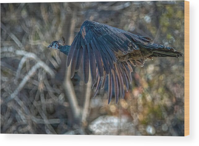 Peacock Wood Print featuring the photograph Peacock in flight by Rick Mosher