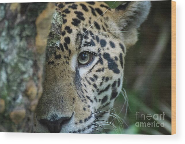 Big Wood Print featuring the photograph Peek-a-boo by Ed Stokes