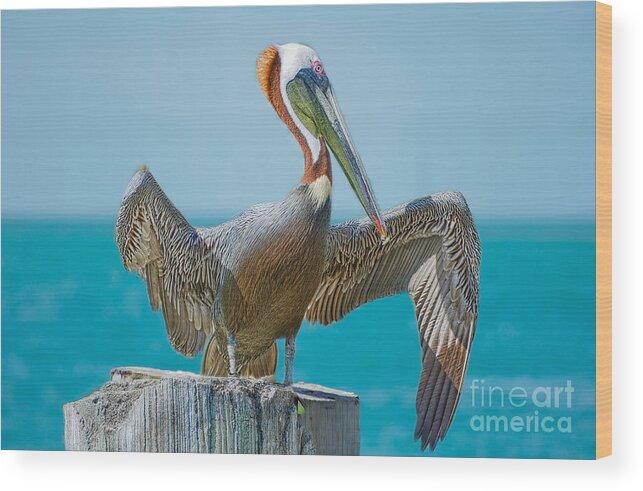 Florida Keyes Wood Print featuring the photograph Pelican Harbor by Judy Kay