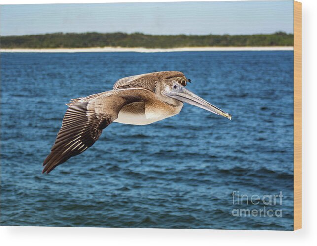 Pelican Wood Print featuring the photograph Pelican In Flight by Beachtown Views