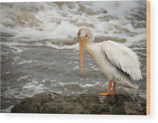 Animal Wood Print featuring the photograph Pelican Posing by Paul Freidlund